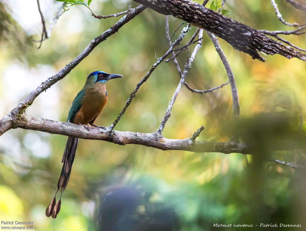 Motmot houtoucadulte, identification