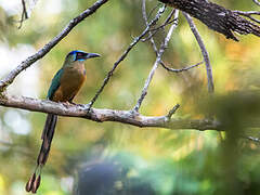 Motmot houtouc