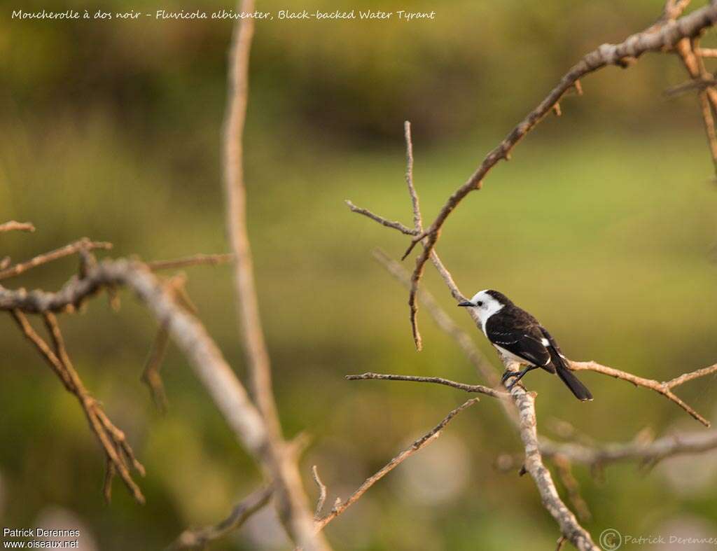 Black-backed Water Tyrantadult, habitat