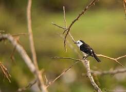 Black-backed Water Tyrant