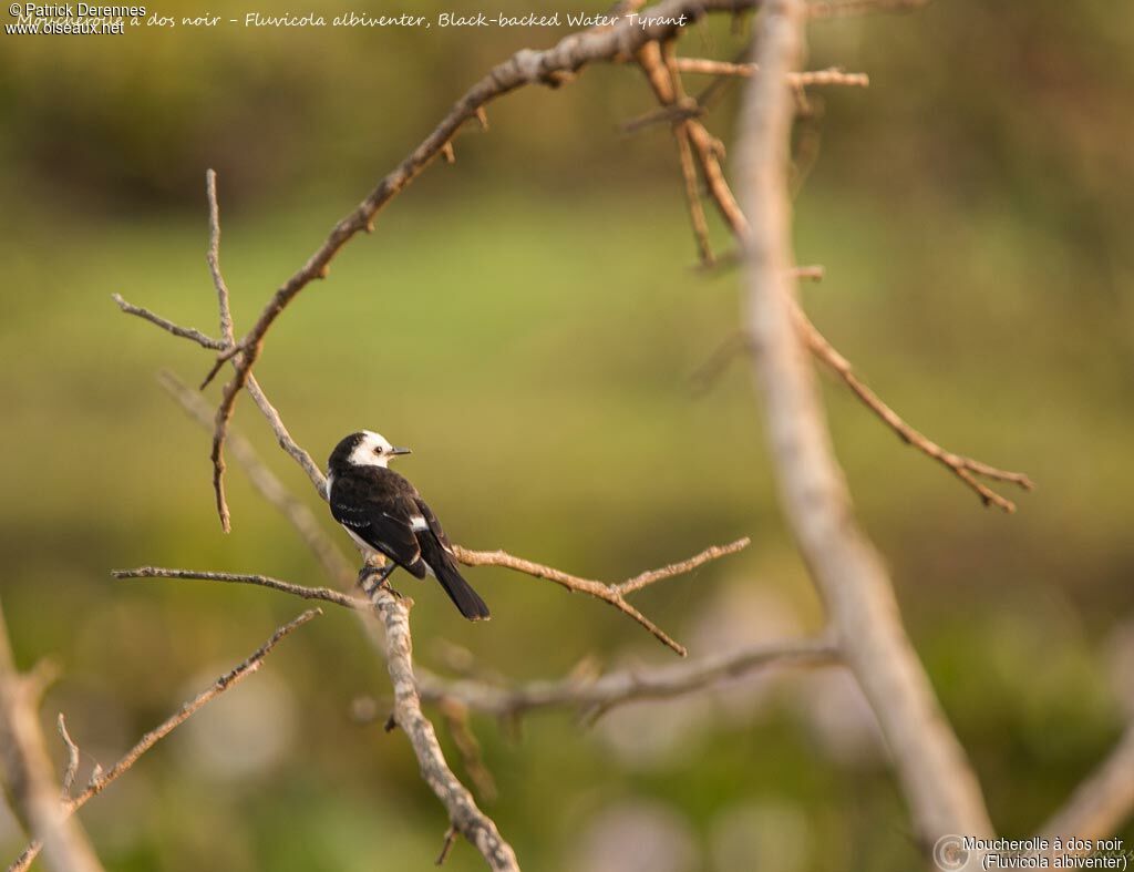 Black-backed Water Tyrant, identification