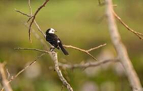 Black-backed Water Tyrant