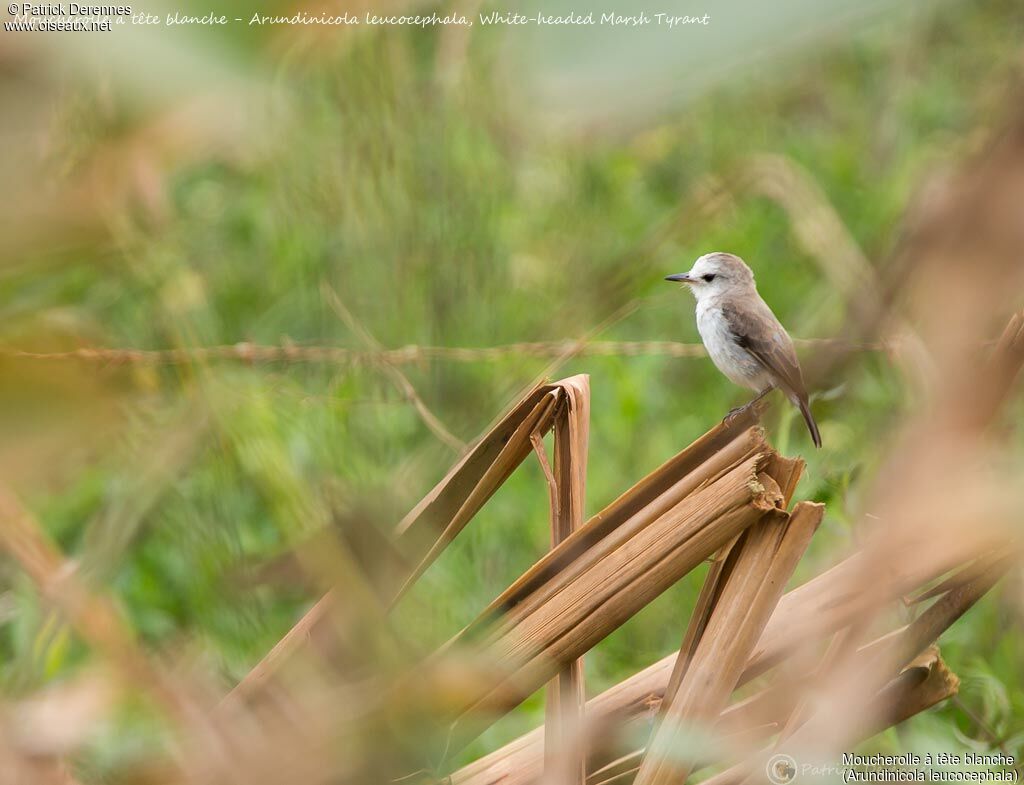 White-headed Marsh Tyrant female, identification