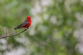 Scarlet Flycatcher