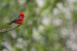 Scarlet Flycatcher