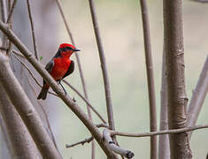 Scarlet Flycatcher