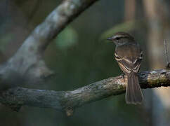 Fuscous Flycatcher