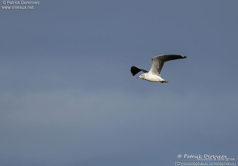 Grey-headed Gulltransition, Flight