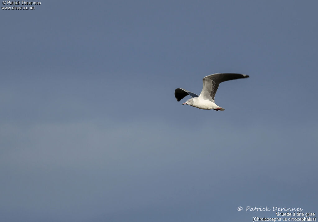 Mouette à tête grisetransition, Vol