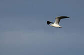 Mouette à tête grise