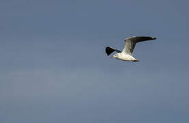 Grey-headed Gull