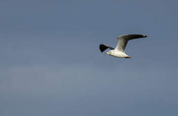 Mouette à tête grise