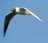 Mouette rieuse