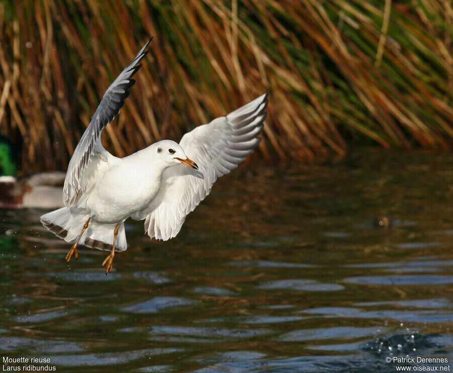 Mouette rieuse1ère année