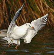 Mouette rieuse