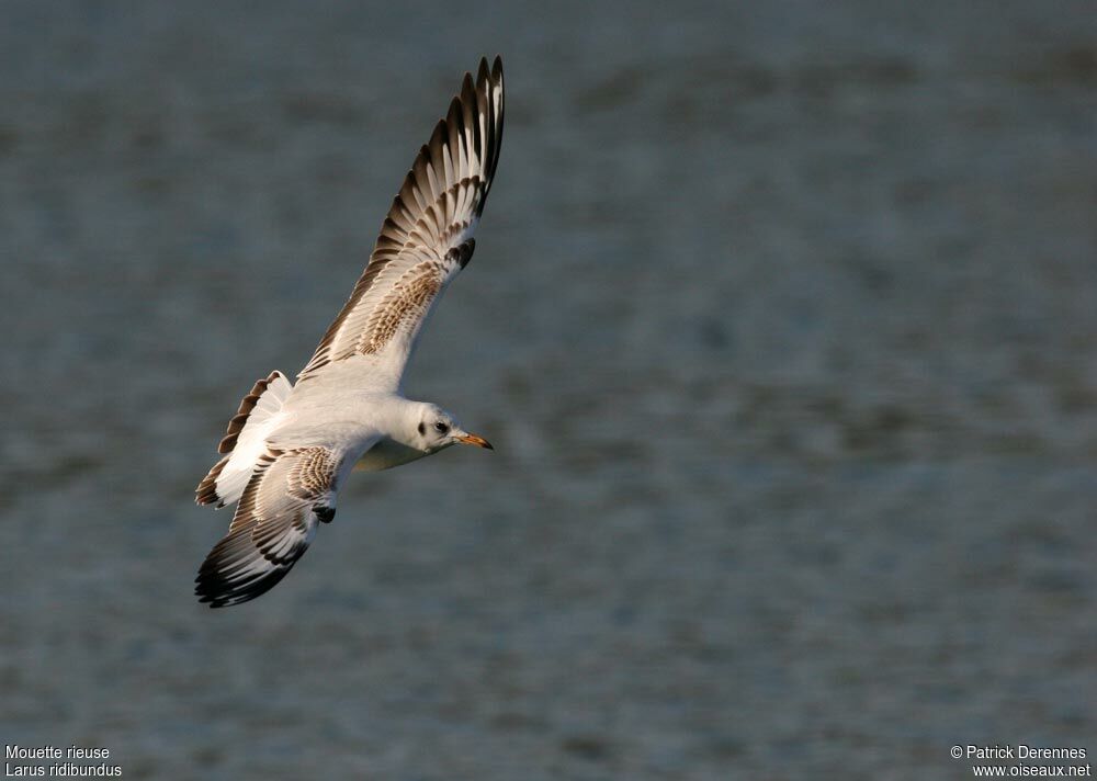 Black-headed GullFirst year