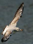 Mouette rieuse