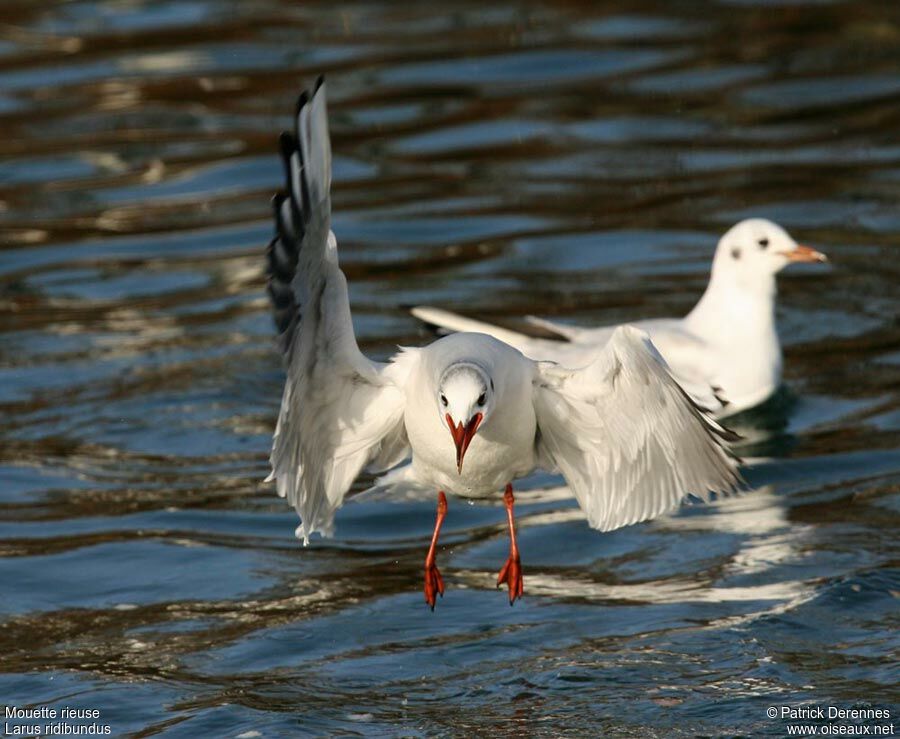 Black-headed Gulladult post breeding