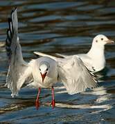 Mouette rieuse