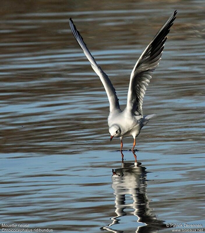 Mouette rieuseadulte internuptial, identification, Vol, Comportement