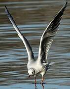 Black-headed Gull