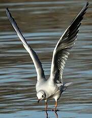 Mouette rieuse