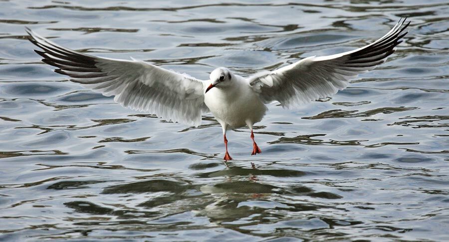 Black-headed Gulladult post breeding, identification, Flight, Behaviour