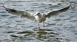 Mouette rieuse