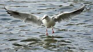 Black-headed Gull