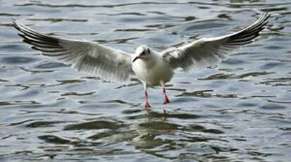 Mouette rieuse