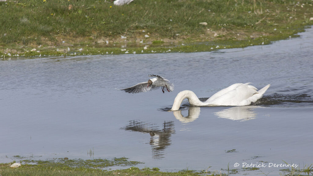 Mouette rieuse, identification, habitat, Vol, Comportement