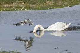 Mouette rieuse