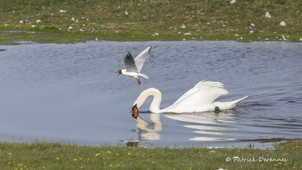 Mouette rieuse, identification, habitat, Vol, Comportement