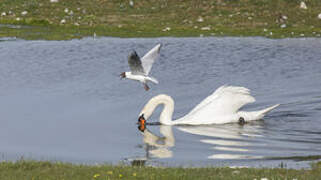 Mouette rieuse