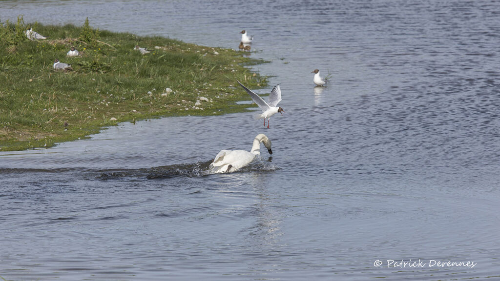 Black-headed Gull, identification, habitat, Flight, Behaviour