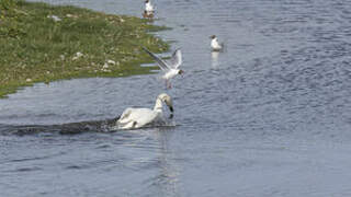 Mouette rieuse