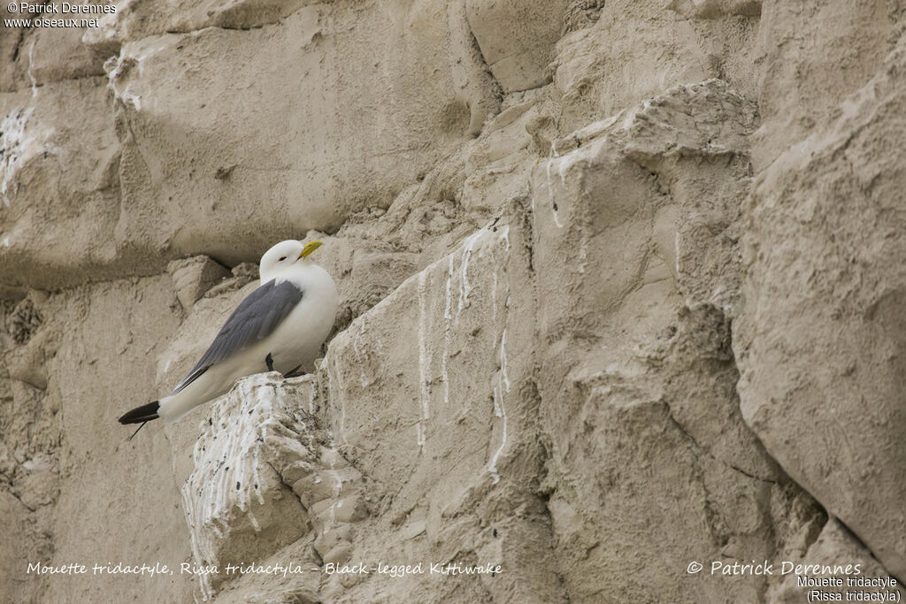 Mouette tridactyle, identification, habitat, Nidification