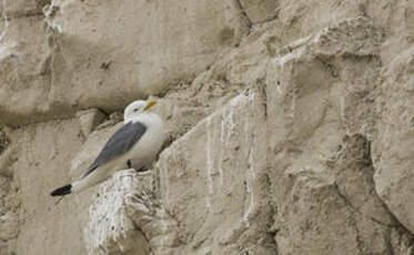 Mouette tridactyle