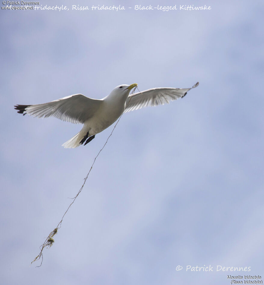 Black-legged Kittiwake, identification, Flight, Reproduction-nesting