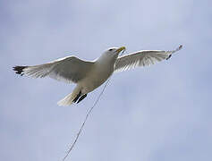 Black-legged Kittiwake