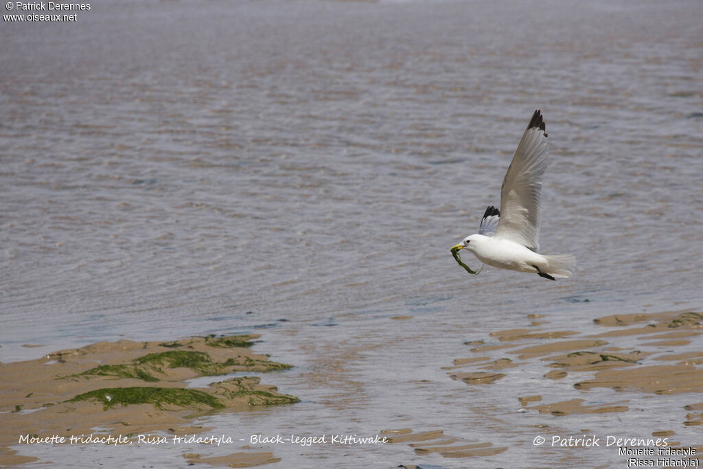 Mouette tridactyle, identification, habitat, Nidification