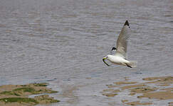 Mouette tridactyle