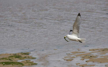 Mouette tridactyle