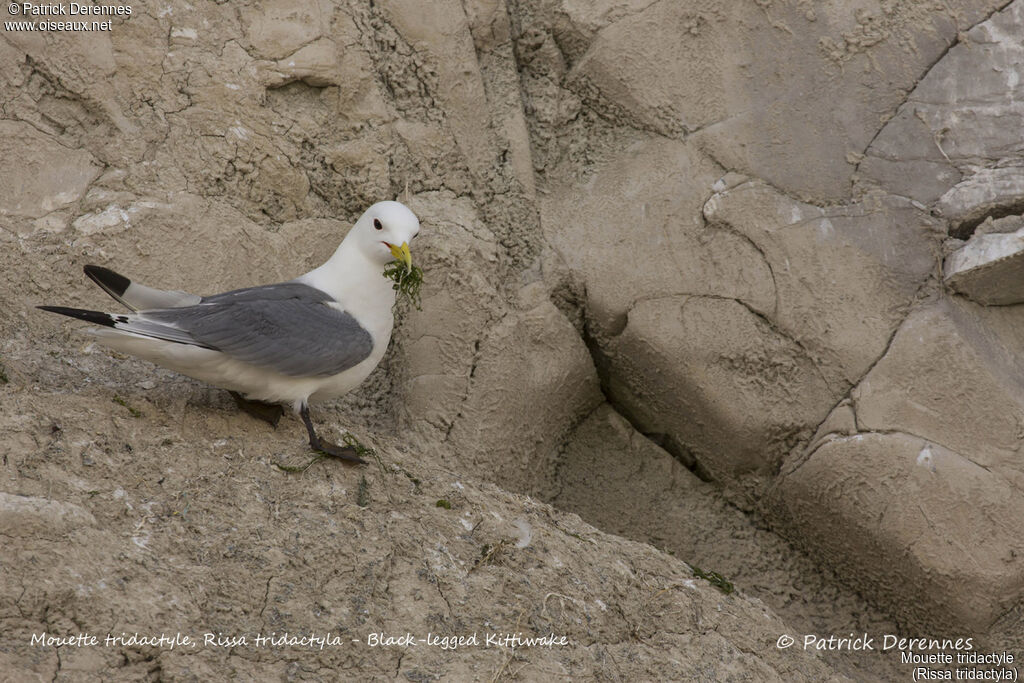 Mouette tridactyle, identification, habitat, Nidification