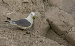 Mouette tridactyle