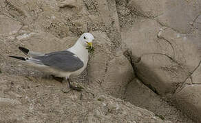 Black-legged Kittiwake