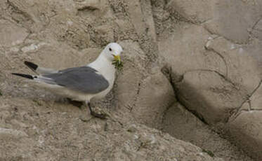 Mouette tridactyle