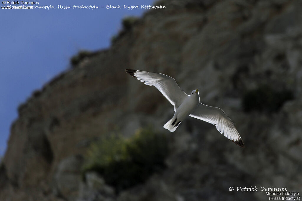 Black-legged Kittiwake, identification, habitat, Flight