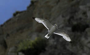 Black-legged Kittiwake