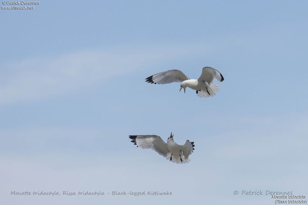 Black-legged Kittiwake, identification, Flight, colonial reprod.